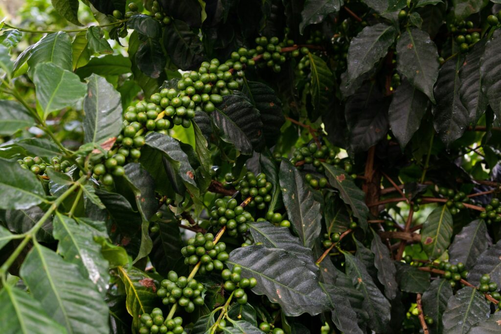 From Bean to Cup: How We Choose Our Coffee coffeeplant